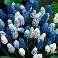 Mixed  Muscari Collection Grape Hyacinths