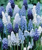 Mixed  Muscari Collection Grape Hyacinths