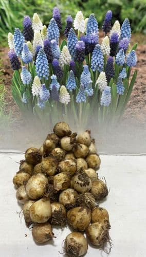 Mixed  Muscari Collection Grape Hyacinths