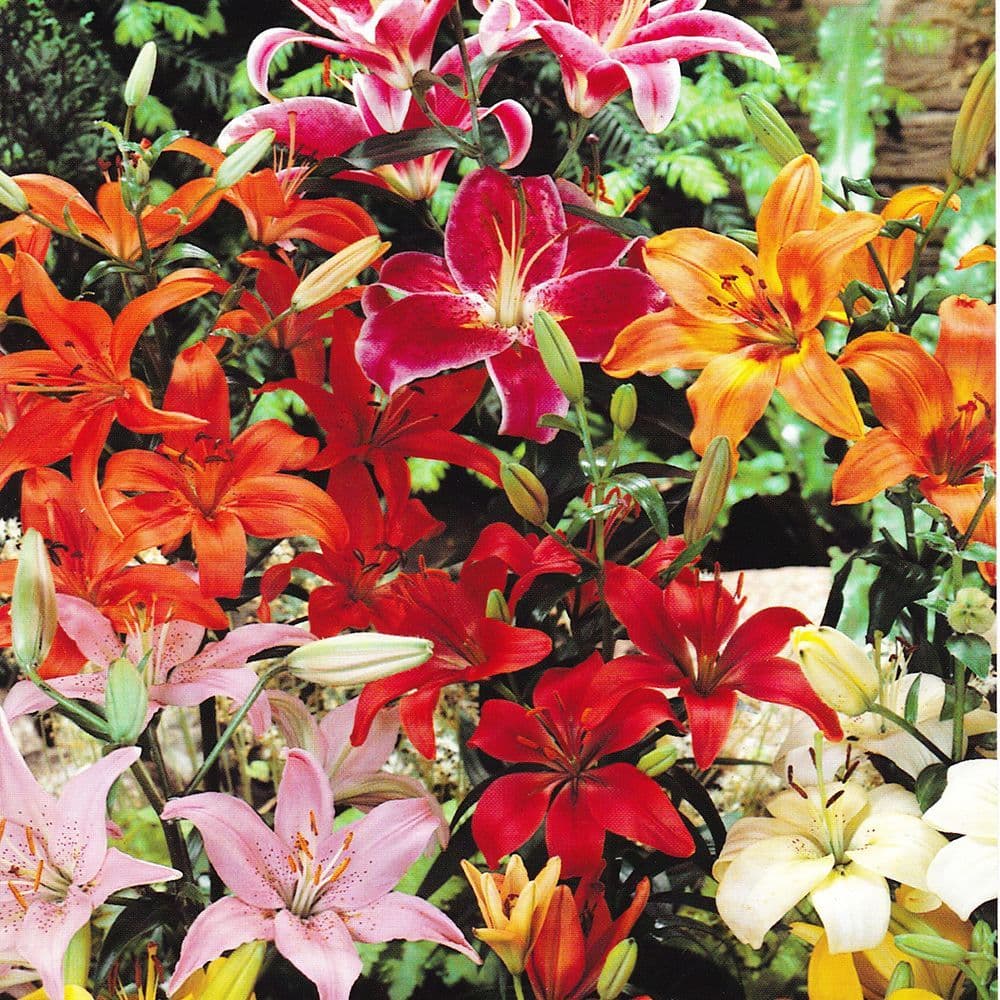 MIXED Oriental Lily