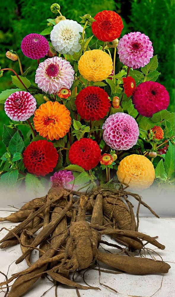 MIXED POM POM DAHLIAS