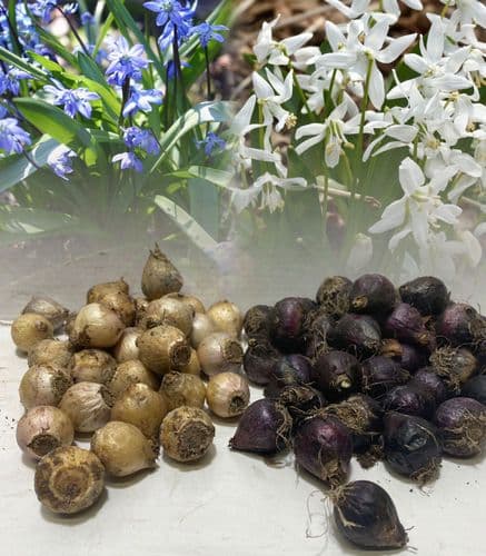 MIXED SCILLA SIBERICA SIBERIAN WOOD SQUILL