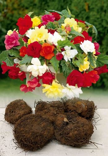 MIXED TRAILING (PENDULA) BEGONIA