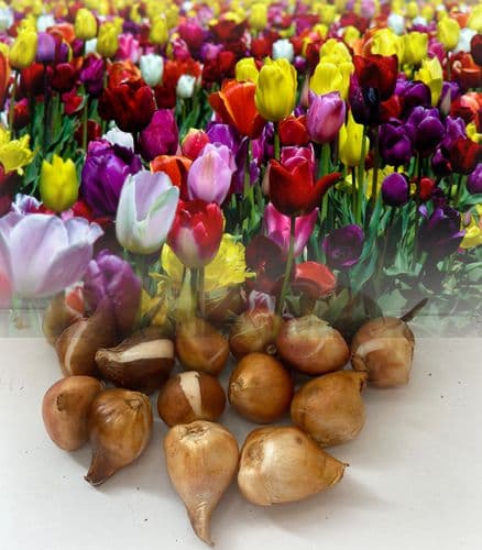 Mixed Triumph Tall Tulips