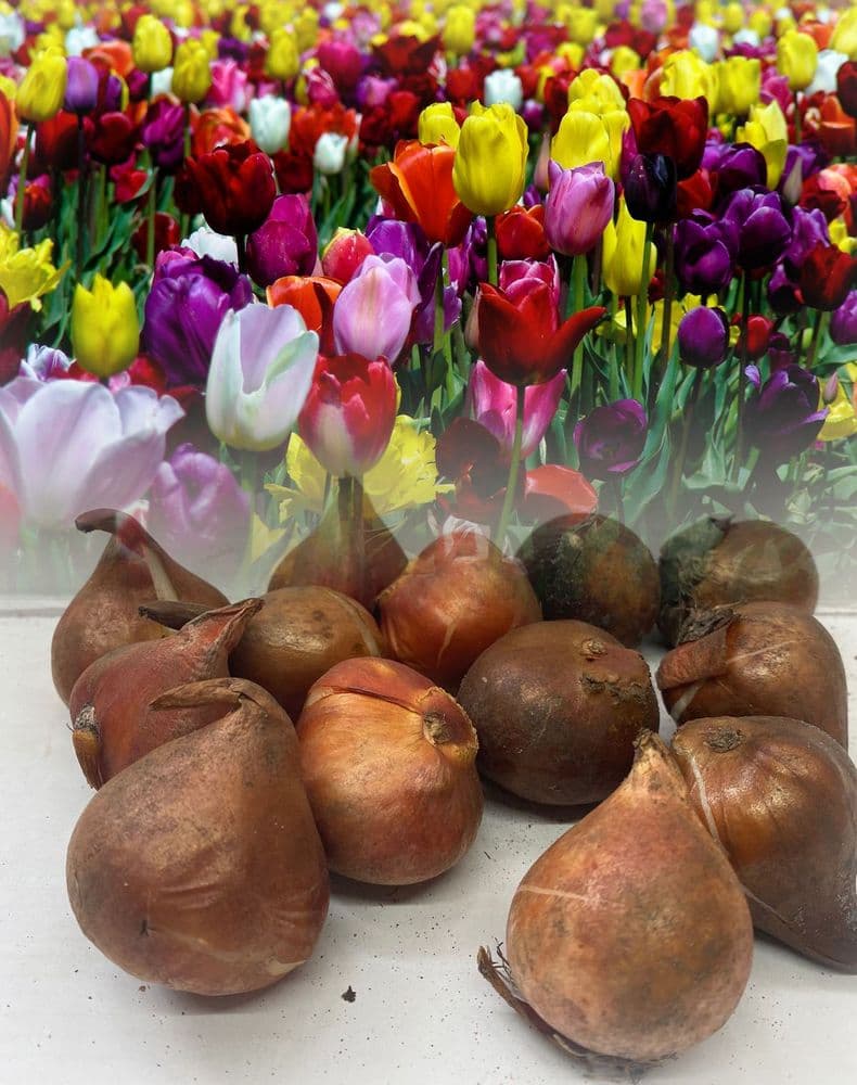 Mixed Triumph Tulips