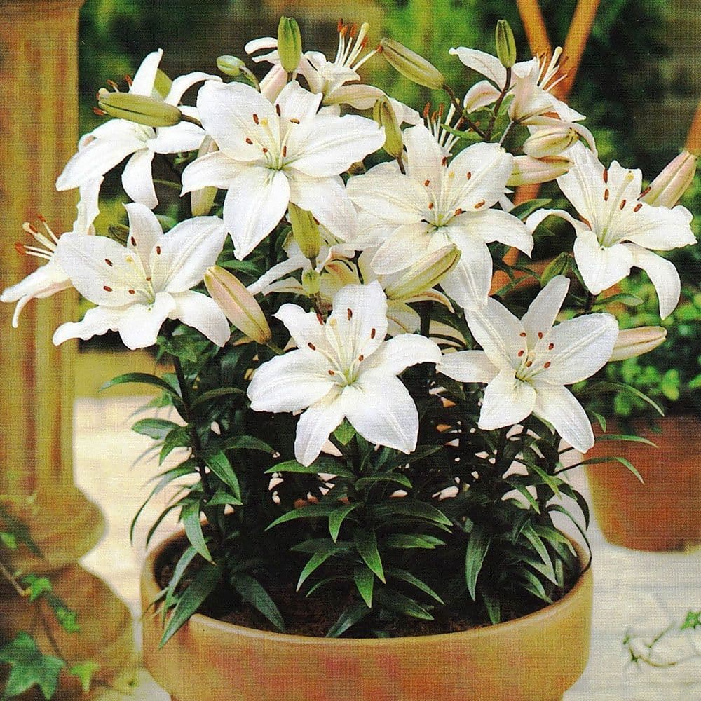 MONT BLANC ASIATIC LILY