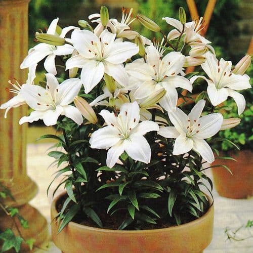 MONT BLANC ASIATIC LILY