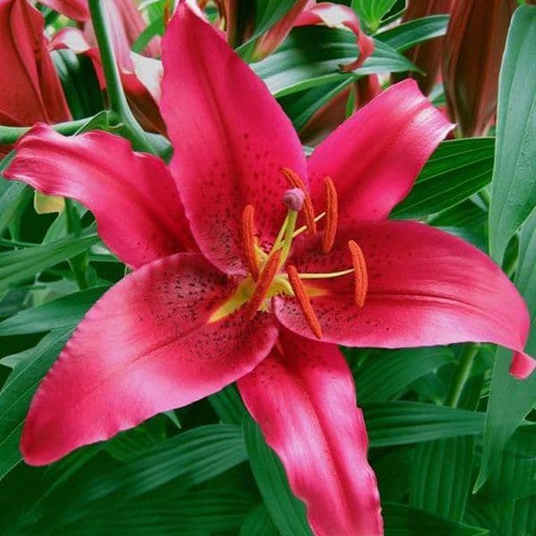 Montezuma Oriental Lily