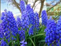 Muscari Armeniacum Grape Hyacinths