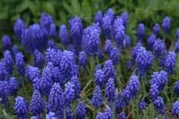 Muscari Armeniacum Grape Hyacinths