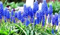 Muscari Armeniacum Grape Hyacinths