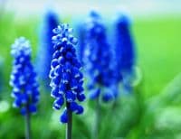 Muscari Armeniacum Grape Hyacinths