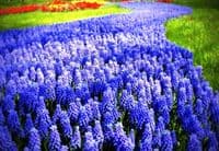 Muscari Armeniacum Grape Hyacinths
