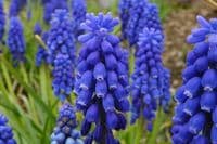 Muscari Armeniacum Grape Hyacinths