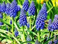 Muscari Armeniacum Grape Hyacinths