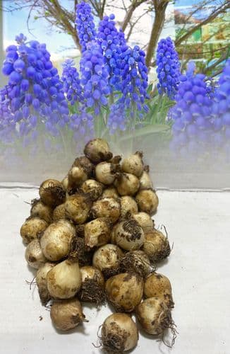 Muscari Armeniacum Grape Hyacinths