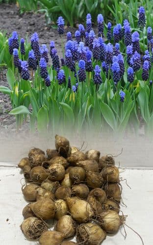 Muscari Latifolium Grape Hyacinths - Blue