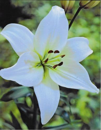 NAVONA ASIATIC LILY