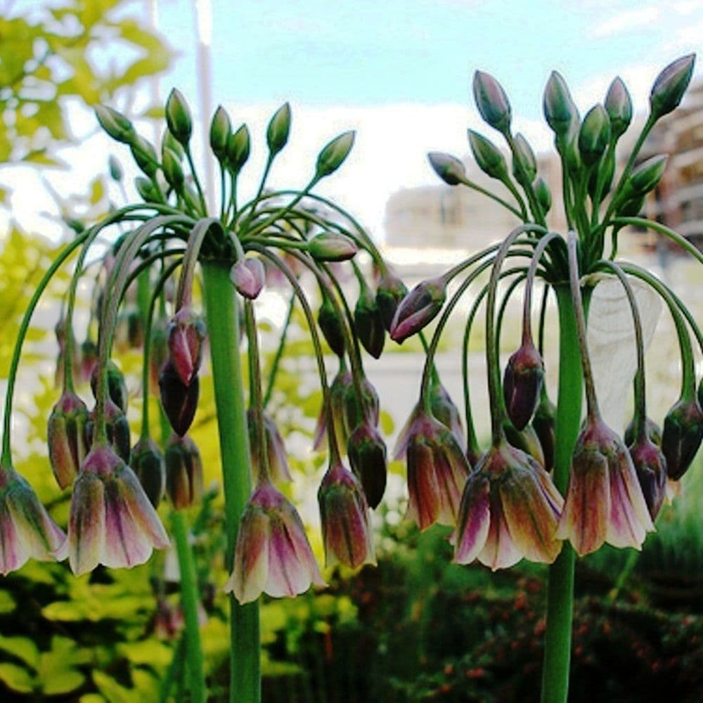 NECTAROSCORDUM SICULUM BULGARIAN ALLIUM