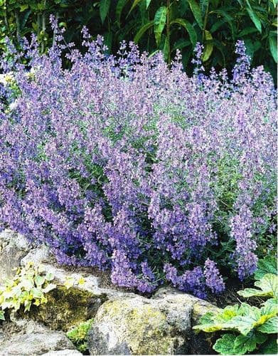 NEPETA FAASSINII WALKERS LOW CATMINT
