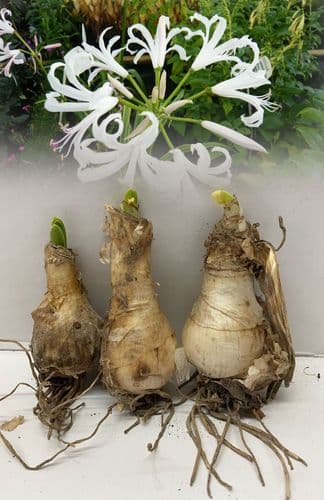 NERINE BOWDENII ALBA