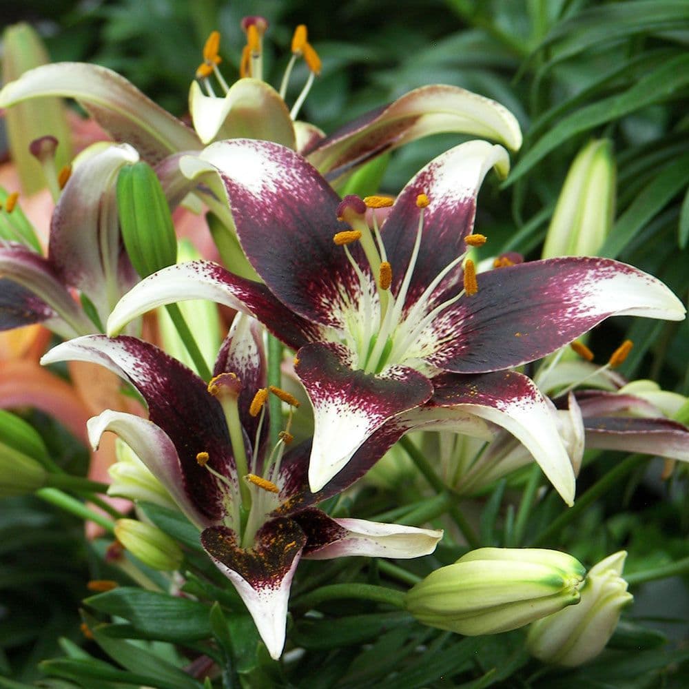 NETTYS PRIDE ASIATIC LILY