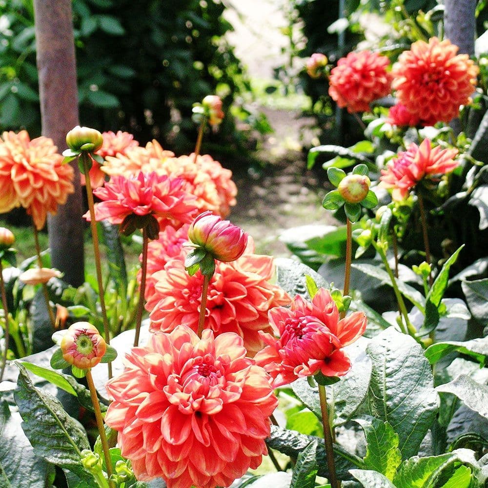 ORANGE NUGGET DEORATIVE DAHLIA (BORDER TYPE)