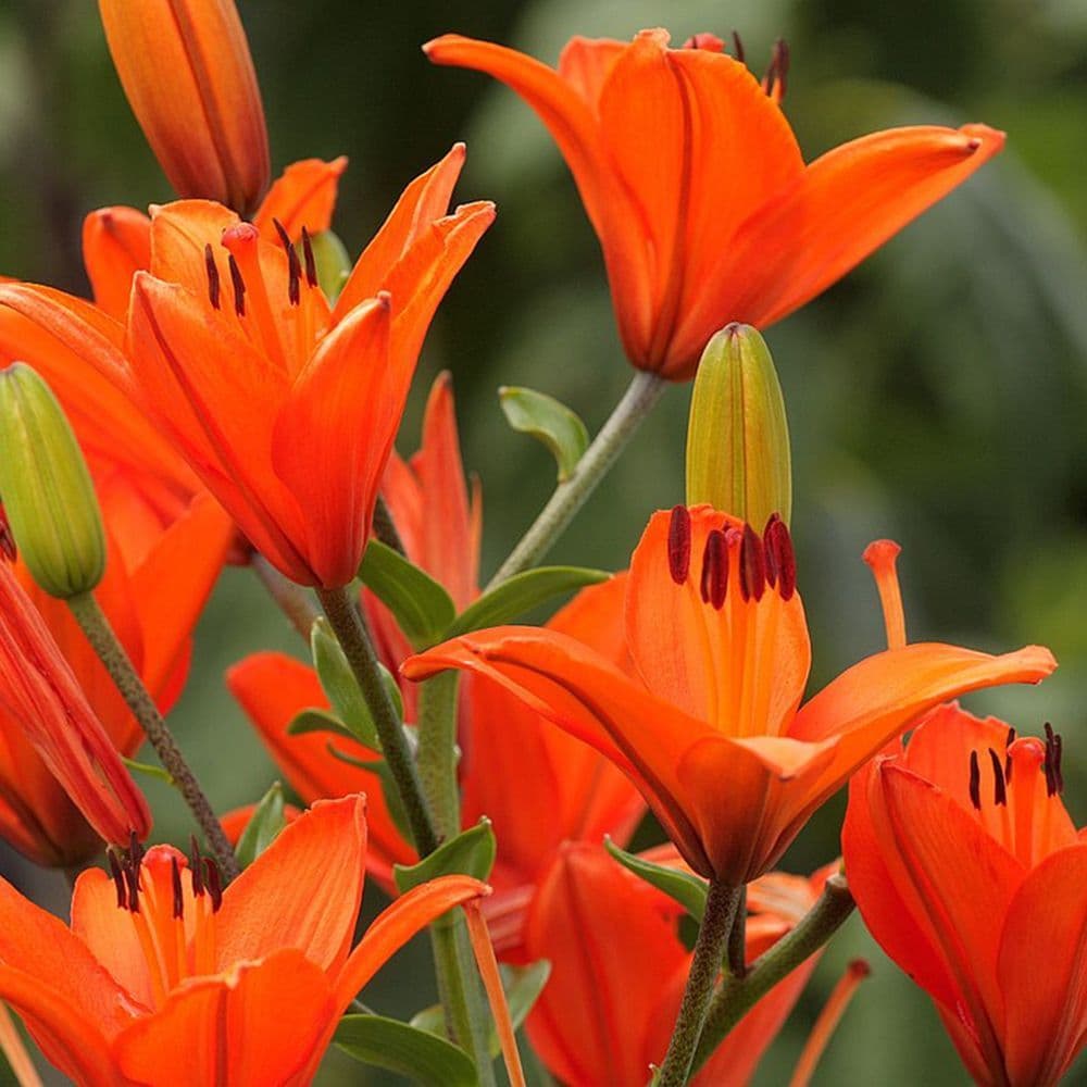 ORANGE Oriental Lily