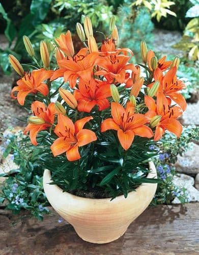 ORANGE PIXIE DWARF ASIATIC LILY