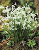 ORNITHOGALUM NUTANS NODDING STAR OF BETHLEHEM
