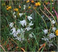ORNITHOGALUM NUTANS NODDING STAR OF BETHLEHEM