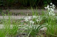 ORNITHOGALUM NUTANS NODDING STAR OF BETHLEHEM