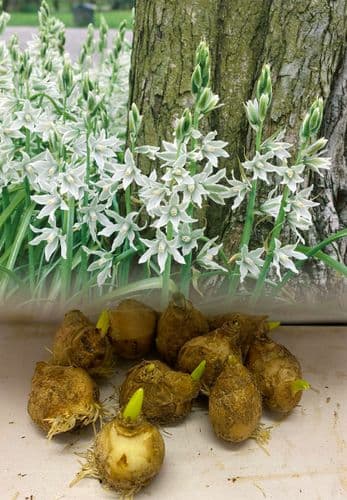 ORNITHOGALUM NUTANS NODDING STAR OF BETHLEHEM