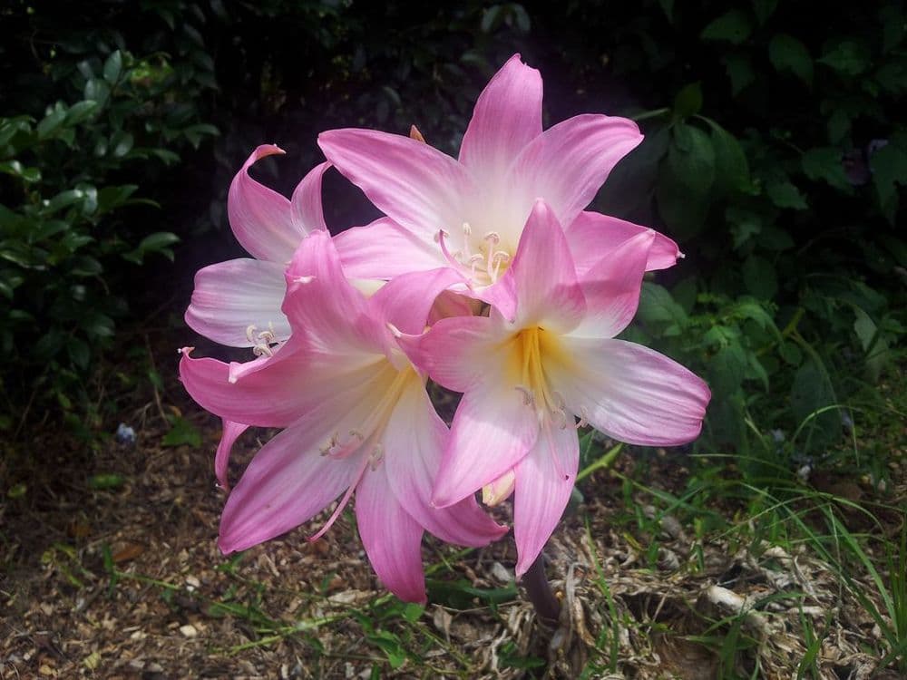 Outdoor Amaryllis Hippeastrum - Belladonna