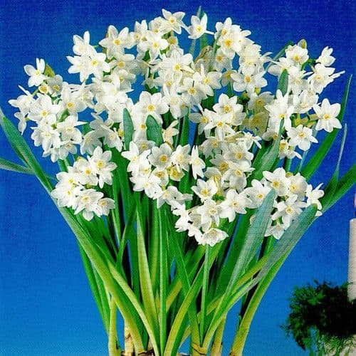PAPERWHITE GRANDIFLORA TAZETTA (POETAZ) NARCISSI