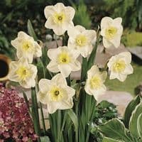 PAPILLON BLANC SPLIT CORONA DAFFODIL