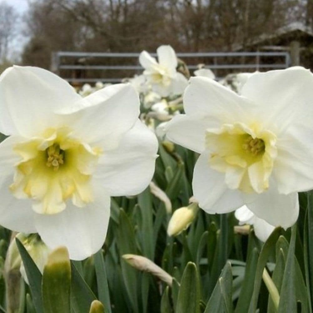 PAPILLON BLANC SPLIT CORONA DAFFODIL