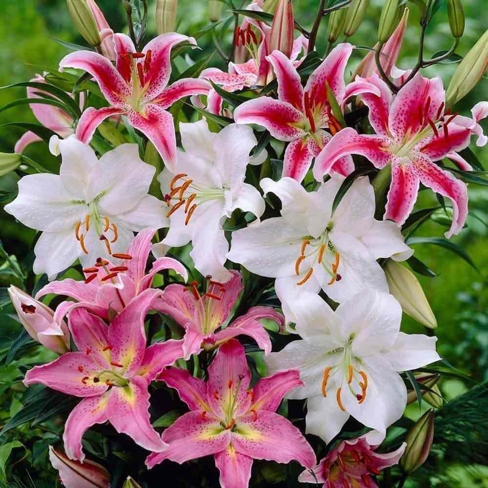 Pastel Mixed Oriental Lily