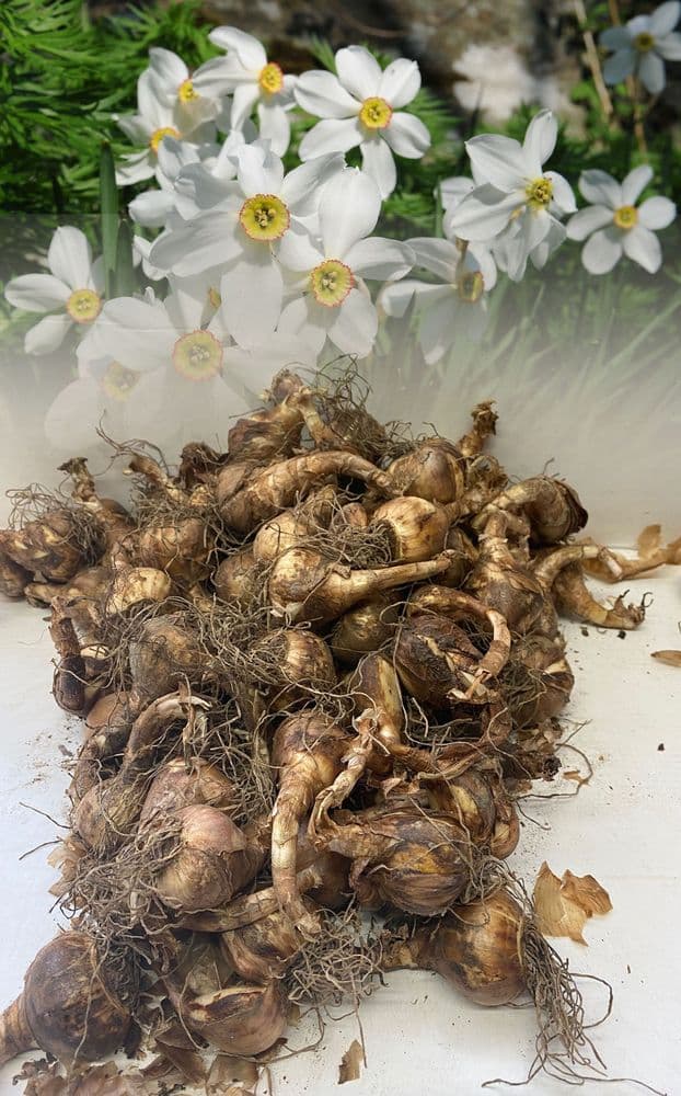 PHEASANT EYE NARCISSUS POETICUS (RECURVUS)