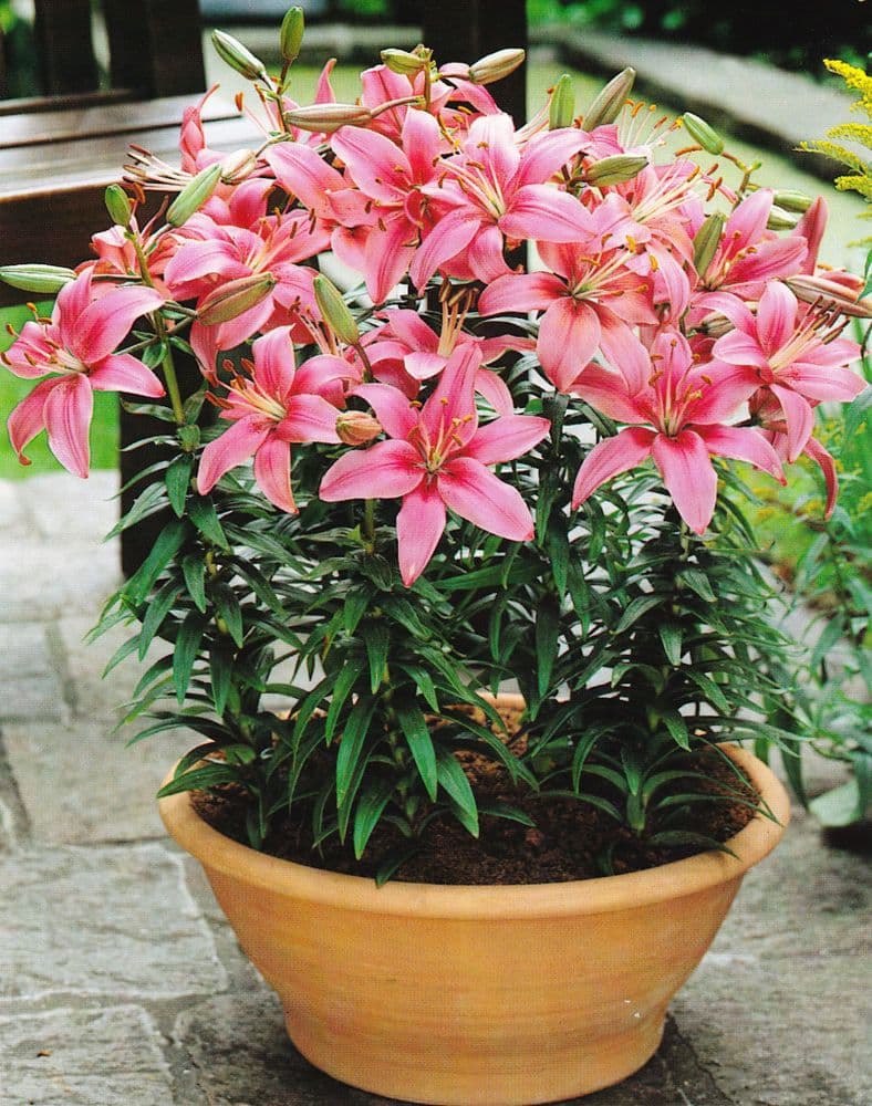PINK PIXIE DWARF ASIATIC LILY