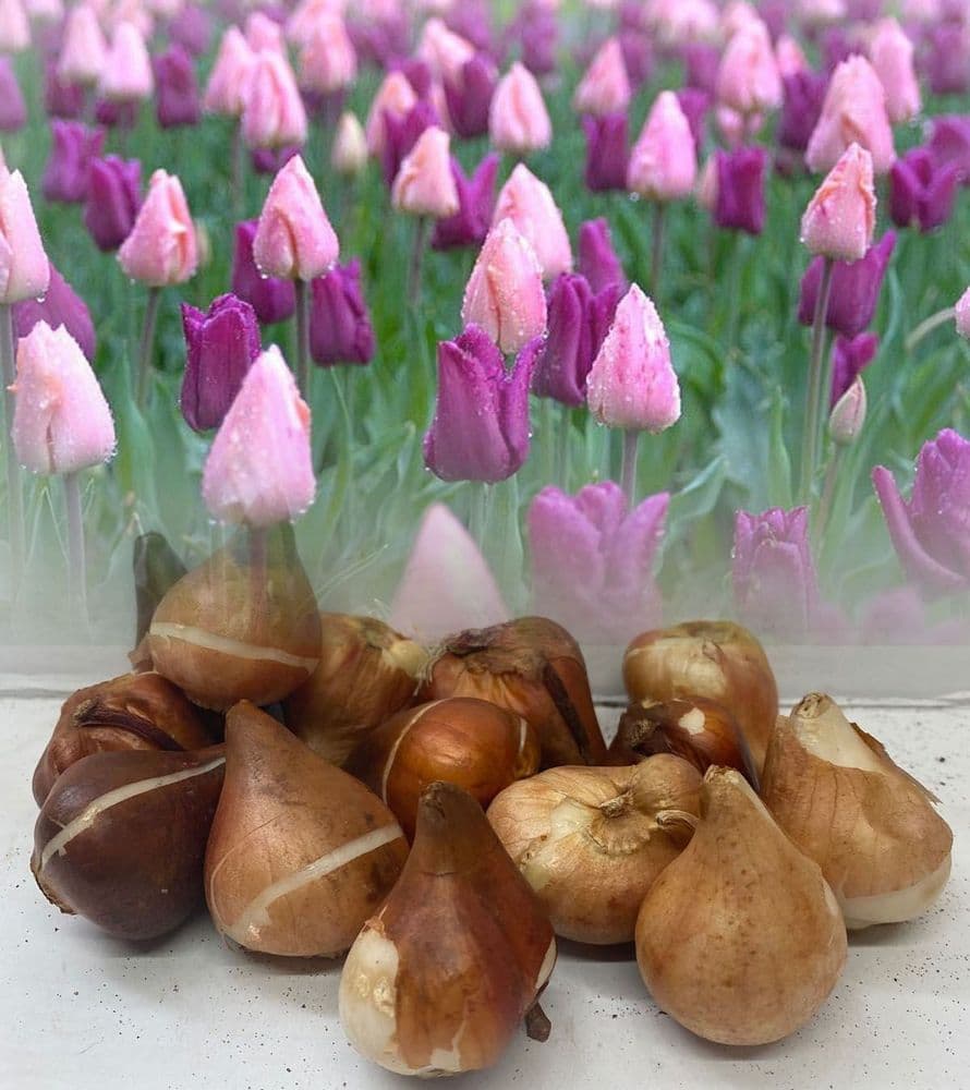 Pink & Purple Tulips Mixed (25 Pink & 25 Purple)