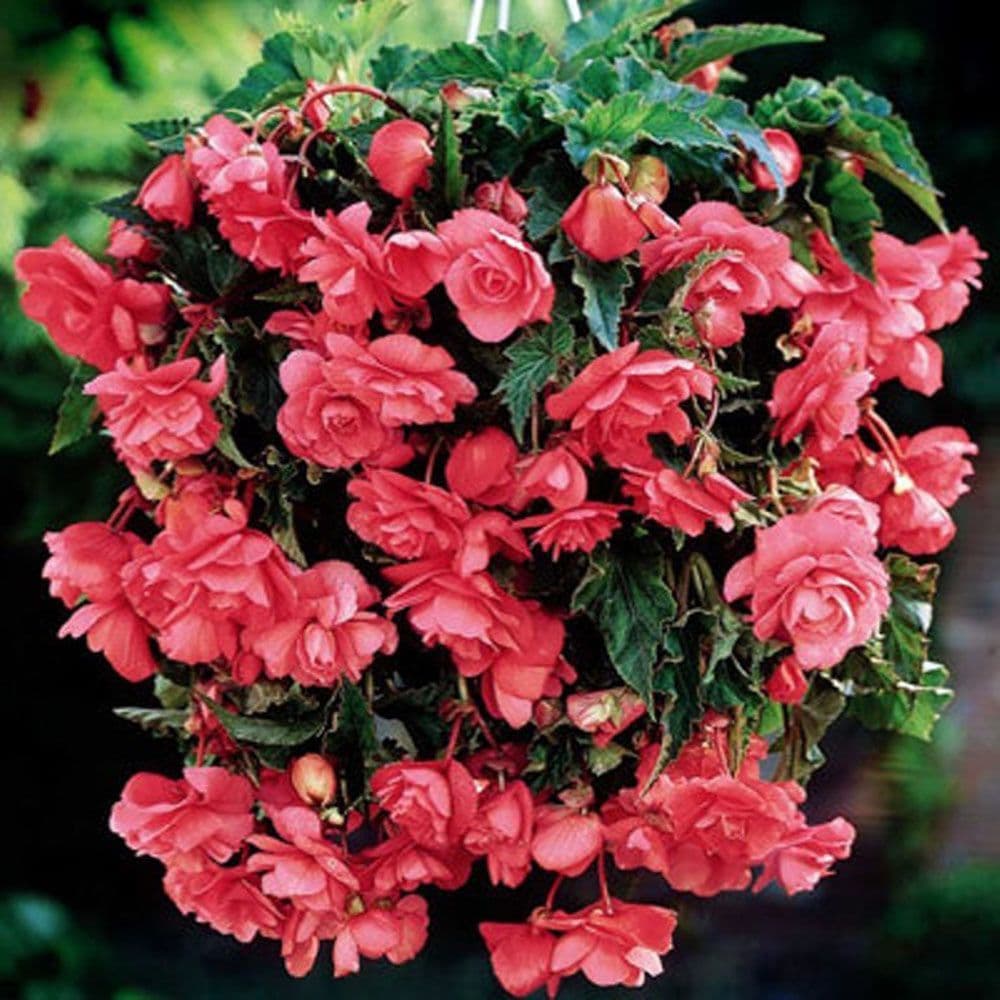 PINK TRAILING BEGONIA