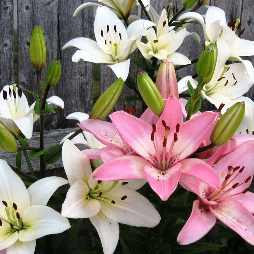 PINK & WHITE MIX ASIATIC LILY