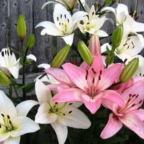PINK & WHITE MIX ASIATIC LILY