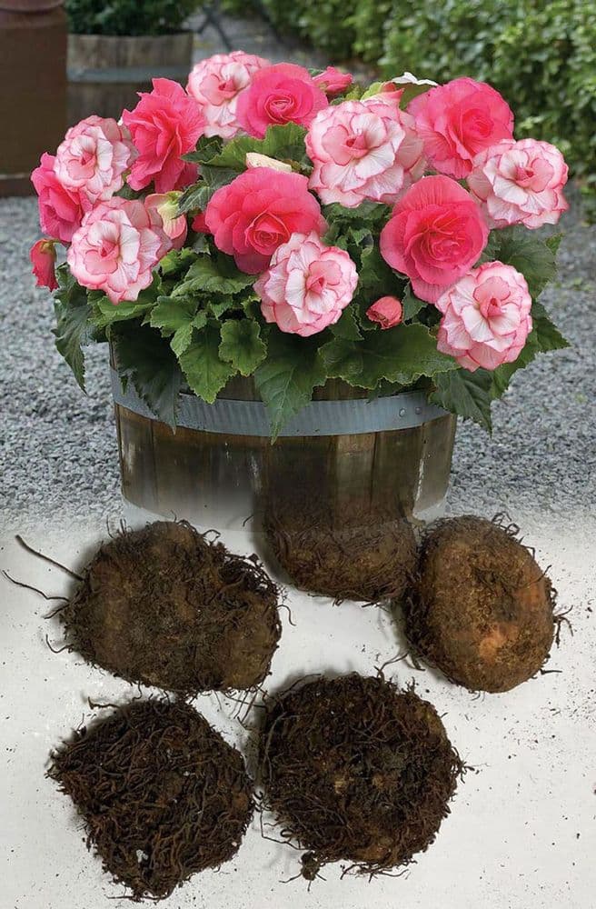 PINK & WHITE MIXED BEGONIA PICOTEE TYPE