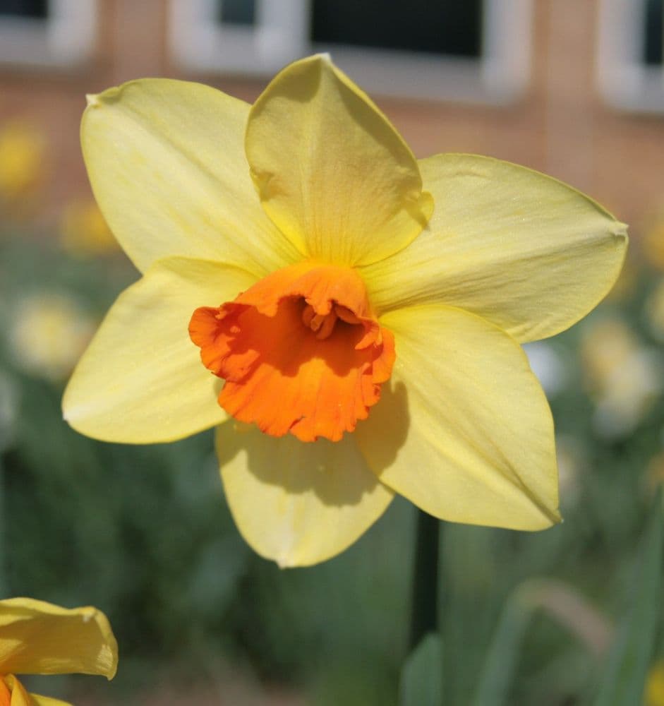 PIPE MAJOR LARGE CUPPED DAFFODIL