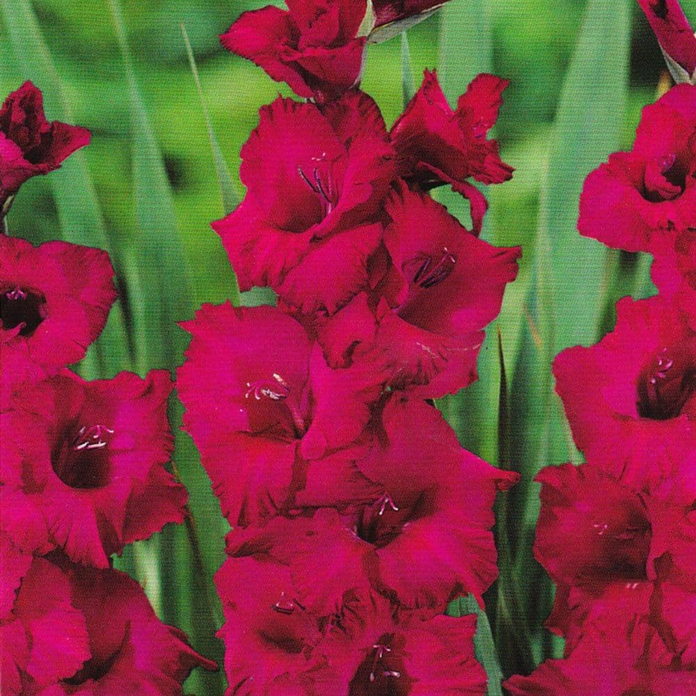 PLUM TART GLADIOLI LARGE FLOWERED