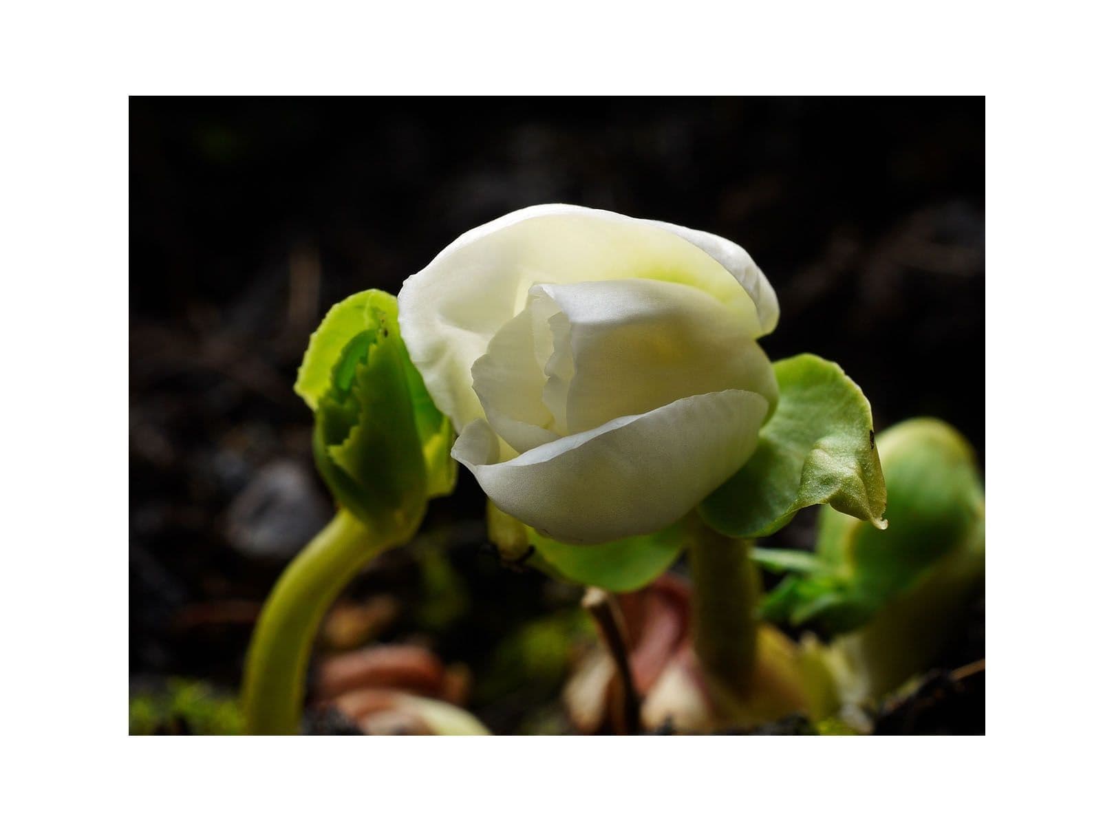 Potted 1 Litre Helleborus Niger Christmas Rose Evergreen Perennial Plant