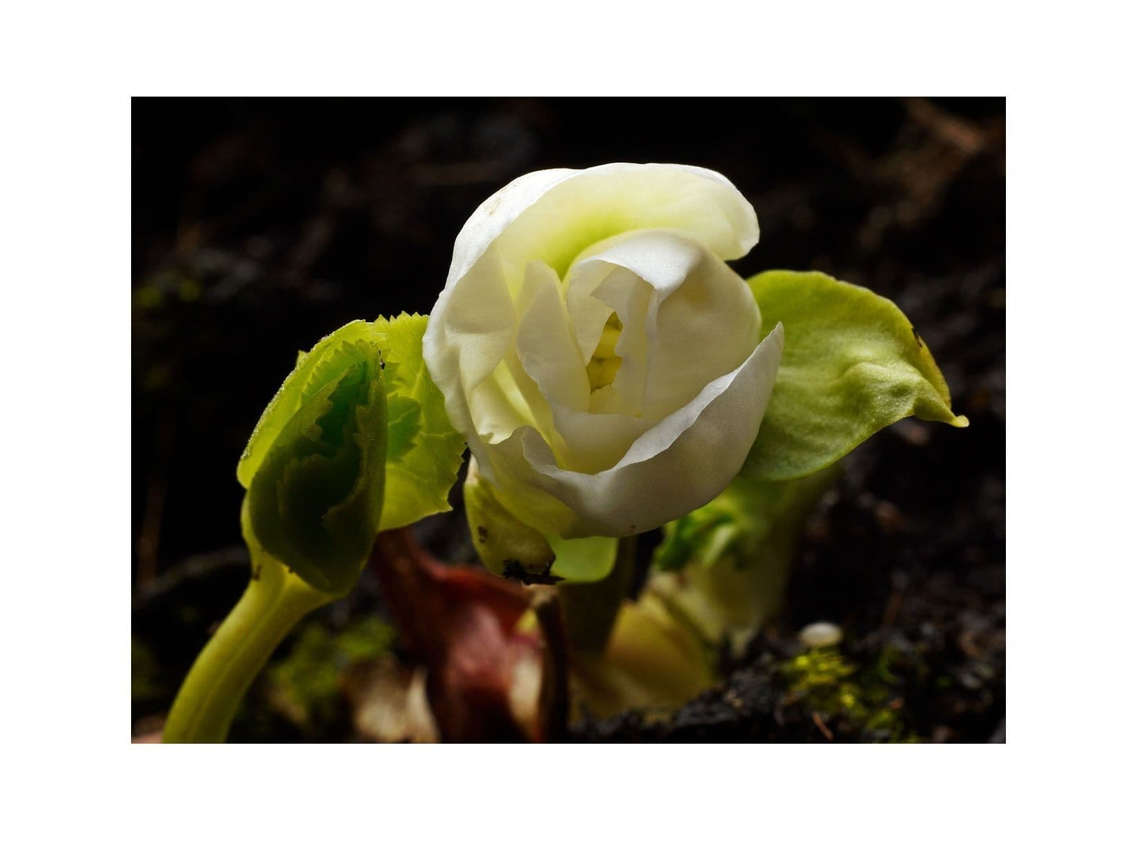 Potted 1 Litre Helleborus Niger Christmas Rose Evergreen Perennial Plant