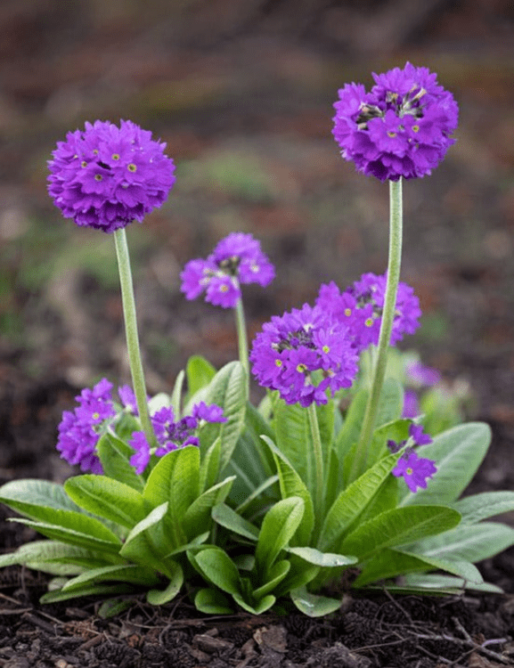 Potted 1 Litre LILAC/BLUE PRIMULA DENTICULATE DRUMSTICK PRIMROSE ...